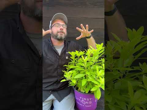 Illicium parviflorum 'PIIIP-I' ~ First Editions® Bananappeal® Yellow Anise