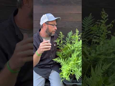 Dryopteris ludoviciana ~ Southern Shield Fern