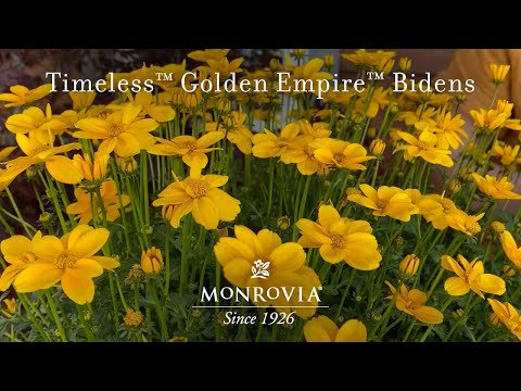 Bidens ferulifolia 'Timeless Golden Empire' ~  Timeless™ Golden Empire™ Bidens
