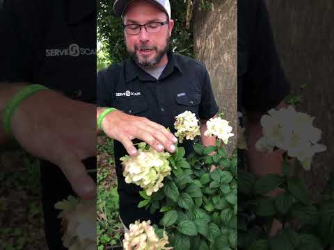 Hydrangea paniculata 'SMHPFL' PP25,135 ~ Fire Light® Hardy Hydrangea