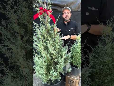 Cupressus arizonica ~ Arizona Cypress