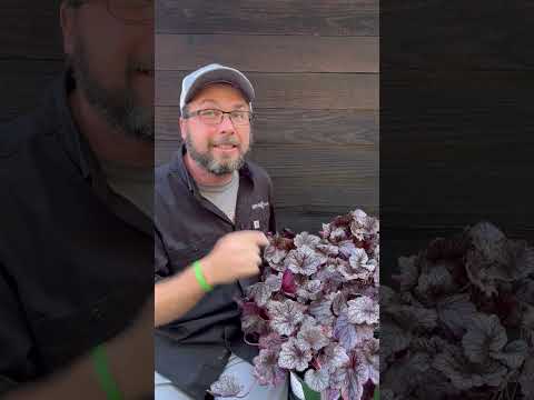Heuchera 'Grape Expectations' ~ Grape Expectations Coral Bells