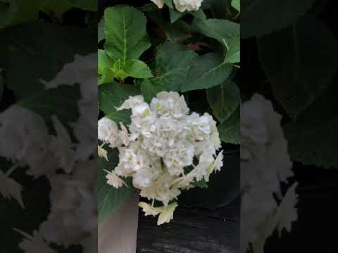 Hydrangea macrophylla 'Dancing Snow' ~ Double Delights™ Wedding Gown Hydrangea