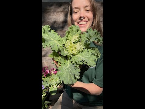 Brassica oleracea 'Peacock Red' ~ Peacock Red Ornamental Kale