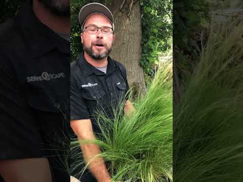 Nassella tenuissima ~ Mexican Feather Grass