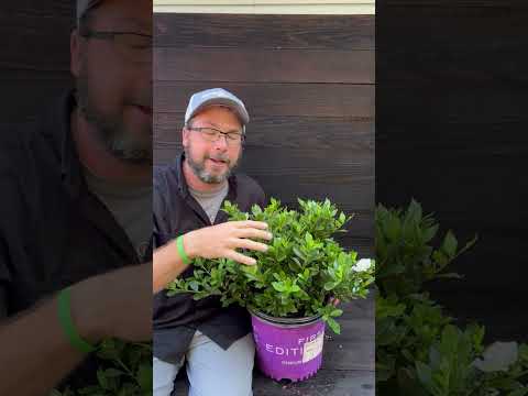 Gardenia jasminoides 'PIIGA-II' ~ First Editions® Sweet Tea™ Gardenia