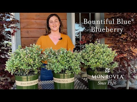 Vaccinium corymbosum 'FLX-2' PP #19,381 ~ Monrovia® Bountiful Blue® Blueberry