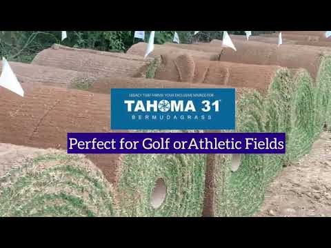 Tahoma 31® ~ Bermudagrass Sod