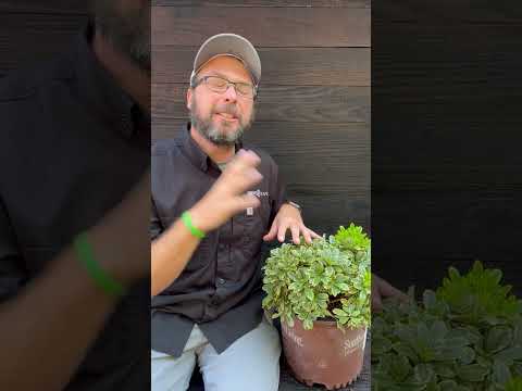 Pittosporum tobira 'CNI Three' ~ Mojo® Dwarf Pittosporum, Japanese Mock Orange