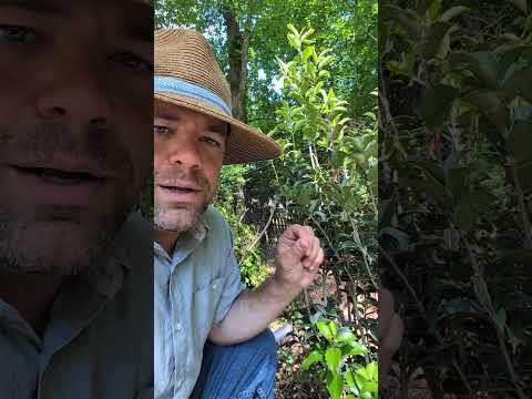 Osmanthus x fortunei ~ Fortune's Osmanthus