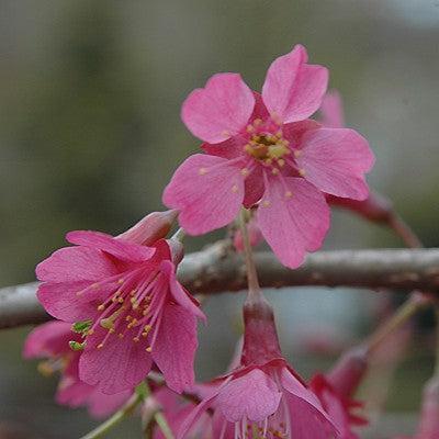 Prunus x incam 'First Lady' ~ First Lady Flowering Cherry-ServeScape