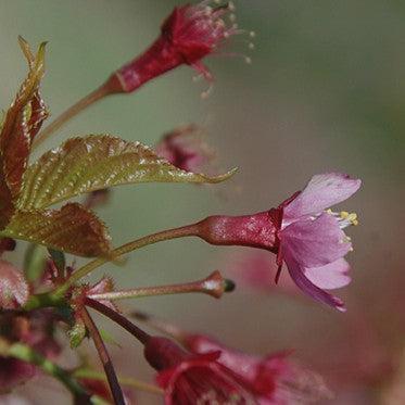 Prunus x incam 'First Lady' ~ First Lady Flowering Cherry-ServeScape
