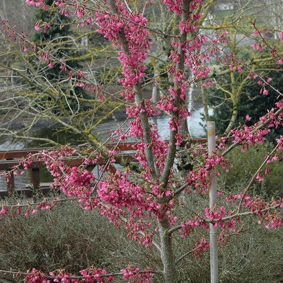 Prunus x incam 'First Lady' ~ First Lady Flowering Cherry-ServeScape