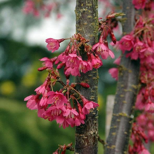 Prunus x incam 'First Lady' ~ First Lady Flowering Cherry-ServeScape