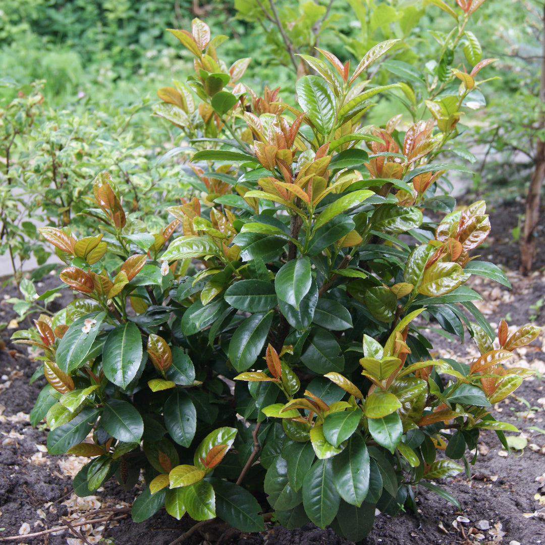 Prunus laurocerasus 'Jong1' PP29889 ~ Volcano Cherry Laurel-ServeScape