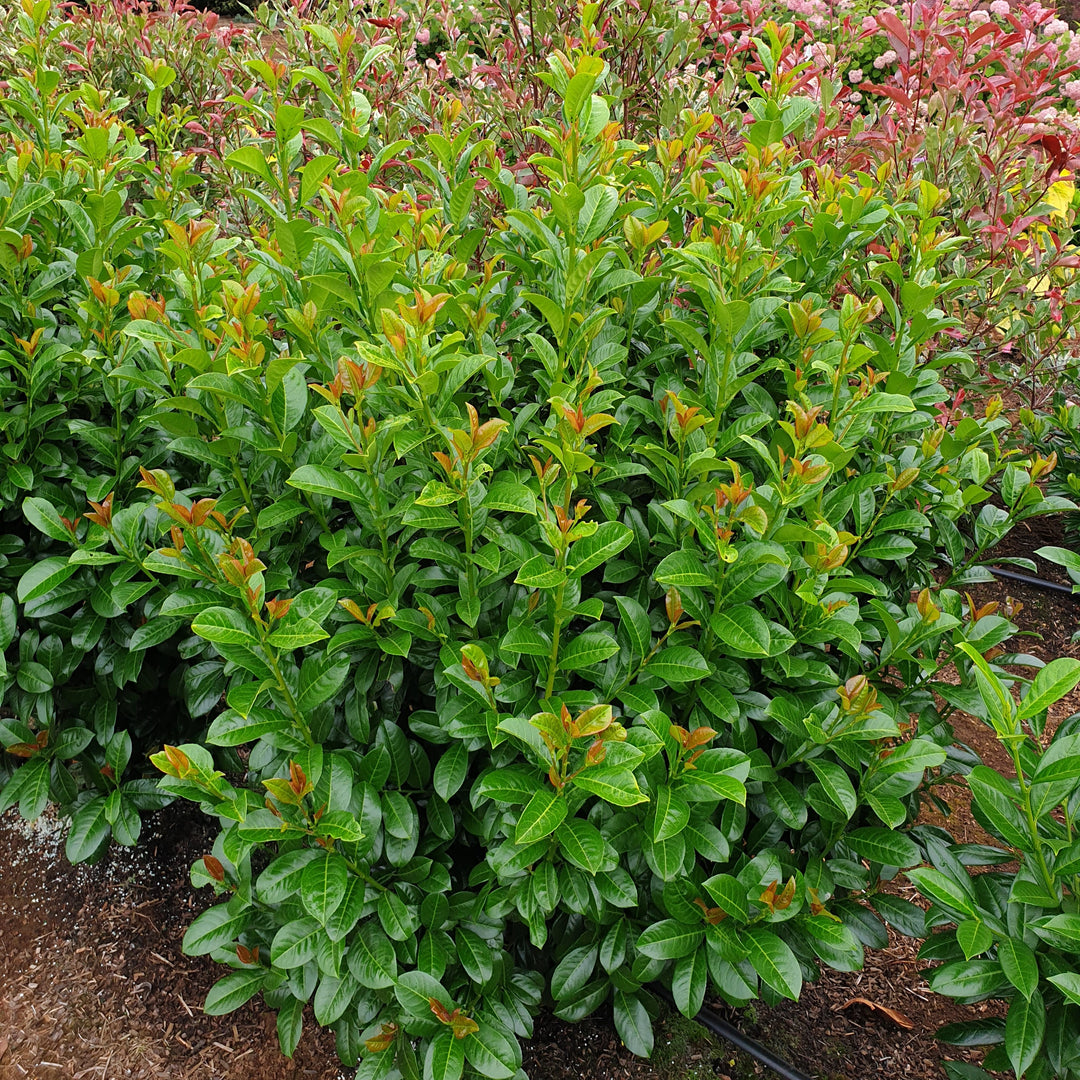 Prunus laurocerasus 'Jong1' PP29889 ~ Volcano Cherry Laurel-ServeScape