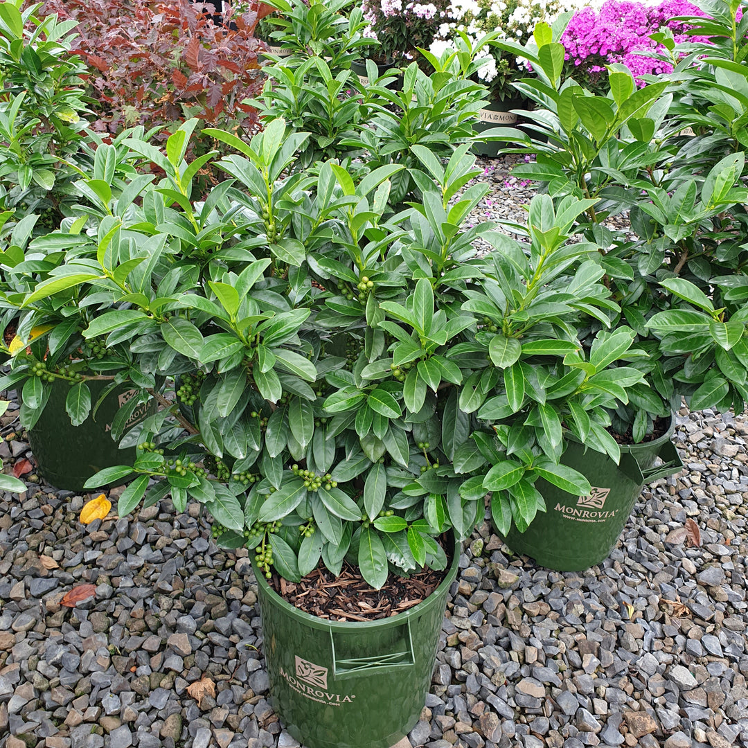 Prunus laurocerasus 'Jong1' PP29889 ~ Volcano Cherry Laurel-ServeScape