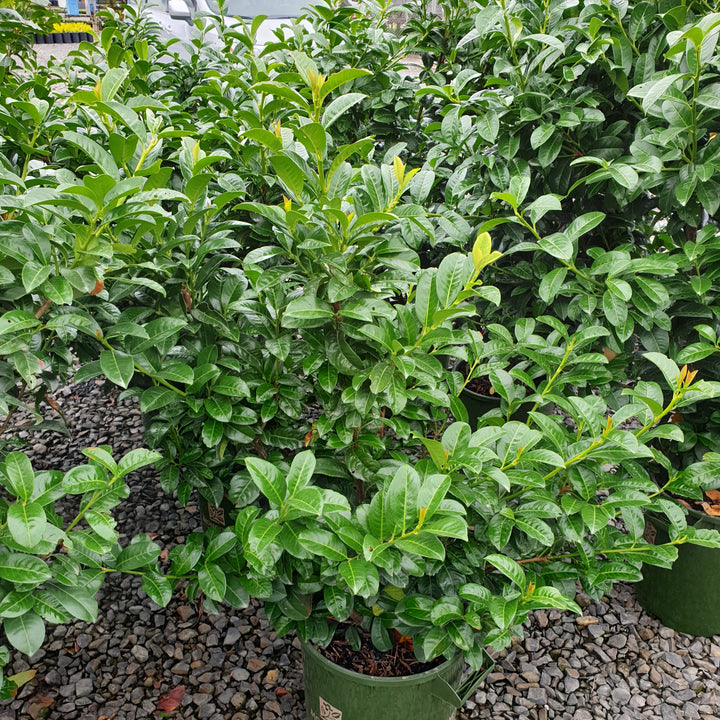 Prunus laurocerasus 'JONG2' PP29,890 ~ Greenfinity Laurel-ServeScape