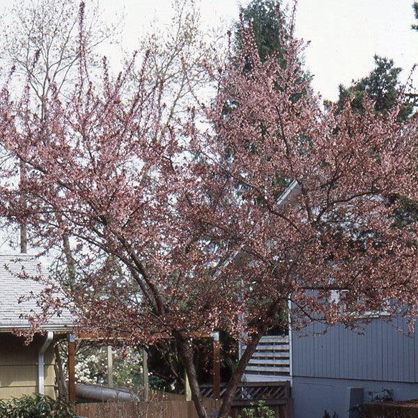 Prunus 'Newport' ~ Newport Plum-ServeScape