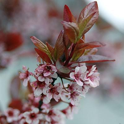 Prunus 'Newport' ~ Newport Plum-ServeScape