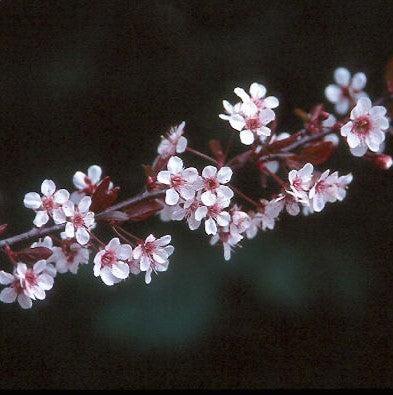 Prunus 'Newport' ~ Newport Plum-ServeScape