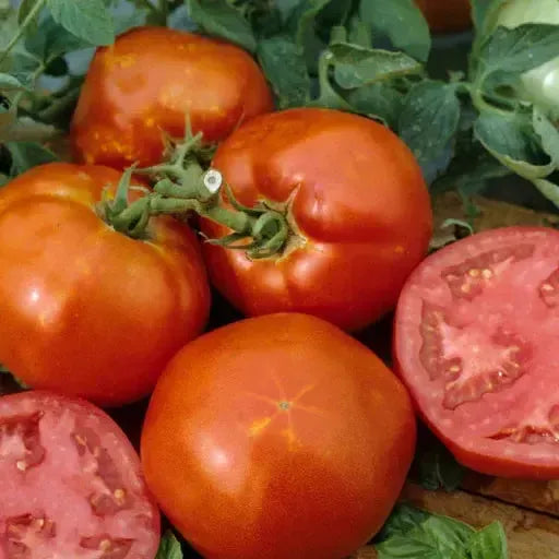 Assorted Tomato ~ Tomato Vegetables (6-Pack)-ServeScape