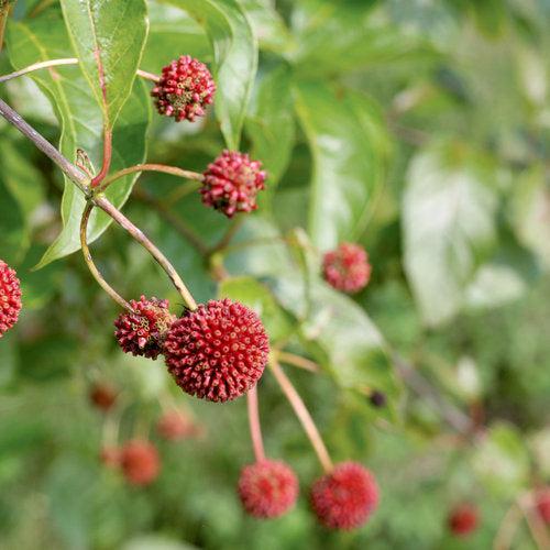 Cephalanthus occidentalis 'SMCOSS' ~ Sugar Shack® Buttonbush-ServeScape