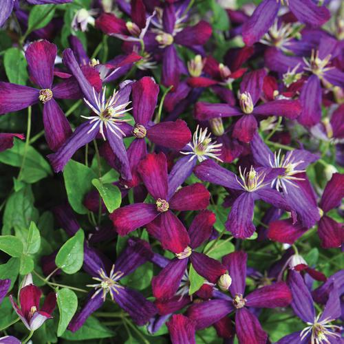 Clematis 'Sweet Summer Love' ~ Sweet Summer Love Clematis-ServeScape