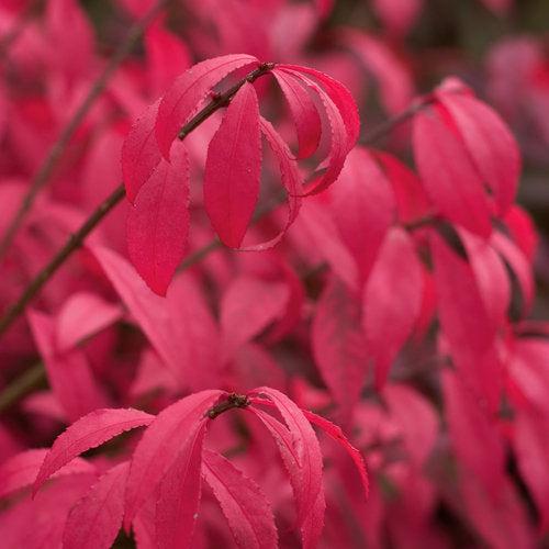 Euonymus alatus 'Hayman' PP21,634 ~ Unforgettable Fire® Burning Bush-ServeScape