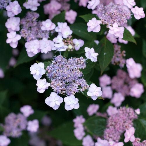 Hydrangea serrata 'MAKD' ~ Tiny Tuff Stuff™ Hydrangea-ServeScape