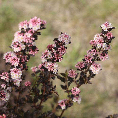 Physocarpus opulifolius 'SMNPOTW' ~ Tiny Wine® Ninebark-ServeScape