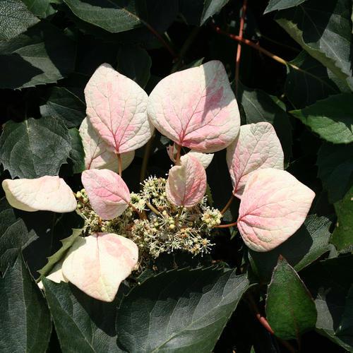 Schizophragma hydrangeoides 'Minsens' ~ Rose Sensation™ False Hydrangea-Vine-ServeScape