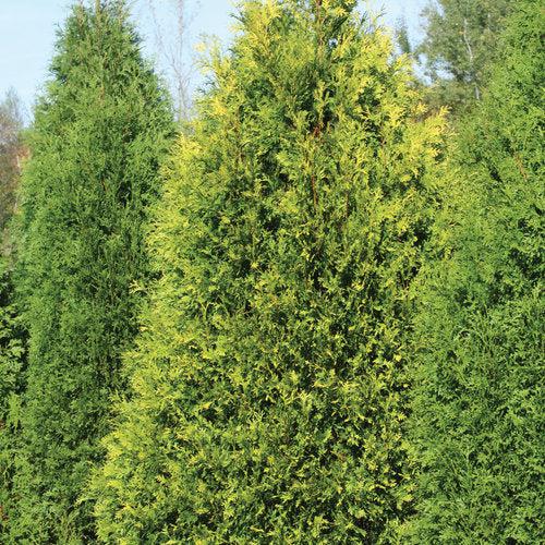 Thuja occidentalis 'SMTOYB' ~ Polar Gold® Arborvitae-ServeScape