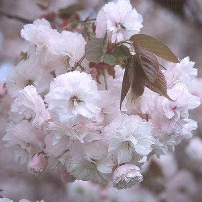 Prunus serrulata 'Shirofugen' ~ Shirofugen Flowering Cherry-ServeScape