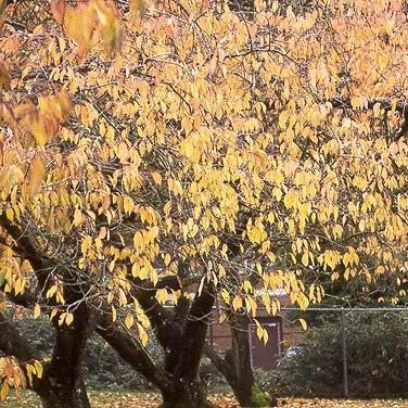 Prunus serrulata 'Shirofugen' ~ Shirofugen Flowering Cherry-ServeScape