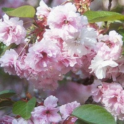 Prunus serrulata 'Shirofugen' ~ Shirofugen Flowering Cherry-ServeScape