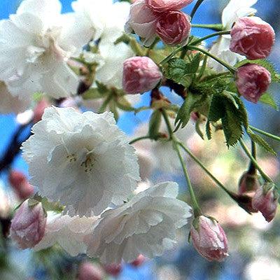 Prunus serrulata 'Shogetsu' ~ Shogetsu Flowering Cherry-ServeScape