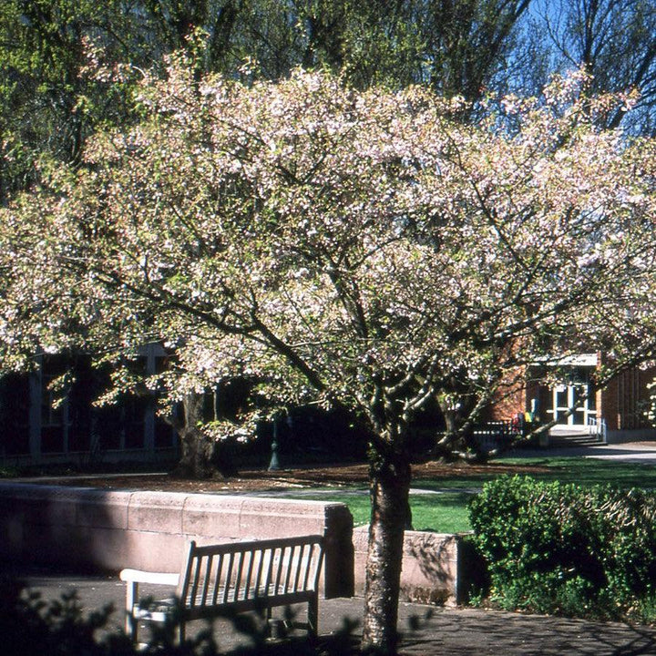 Prunus serrulata 'Shogetsu' ~ Shogetsu Flowering Cherry-ServeScape