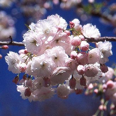 Prunus serrulata 'Shogetsu' ~ Shogetsu Flowering Cherry-ServeScape