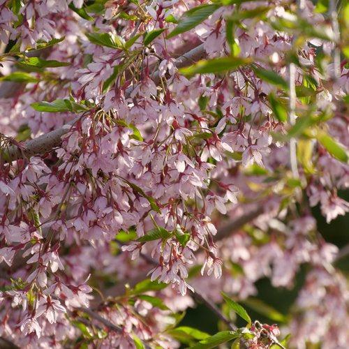 Prunus x 'Pisnshzam’ ~ Pink Snow Showers™ Cherry-ServeScape