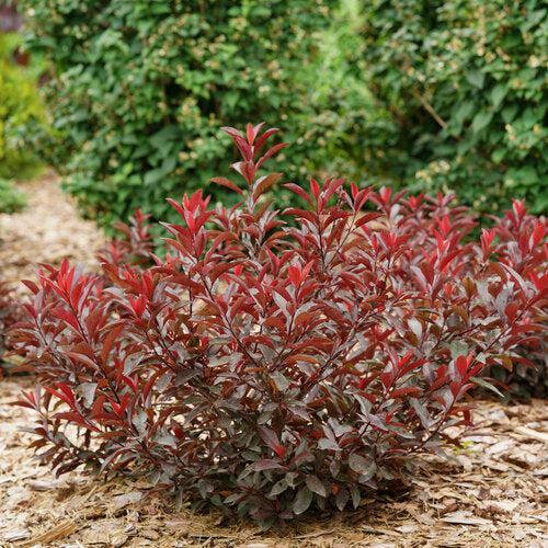 Prunus x cistena 'UCONNPCSDR' ~ Stay Classy® Sand Cherry-ServeScape