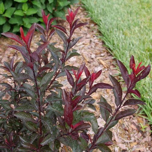 Prunus x cistena 'UCONNPCSDR' ~ Stay Classy® Sand Cherry-ServeScape