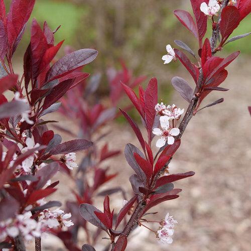 Prunus x cistena 'UCONNPCSDR' ~ Stay Classy® Sand Cherry-ServeScape