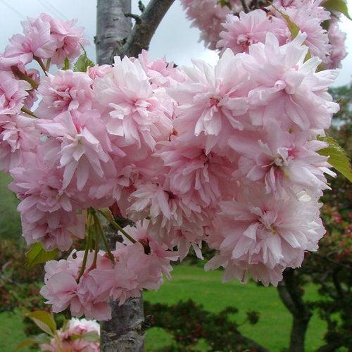 Prunus 'Extrazam' ~ Weeping Extraordinaire™ Cherry-ServeScape