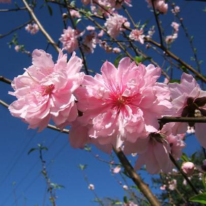 Prunus persica 'Florida Home' ~ Florida Home Peach-ServeScape