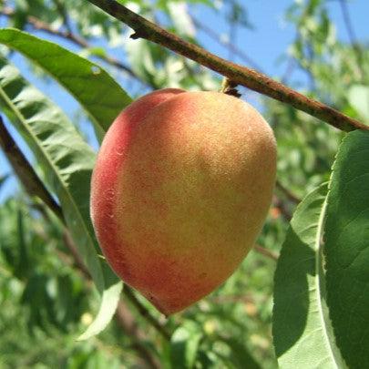 Prunus persica 'Florida Home' ~ Florida Home Peach-ServeScape