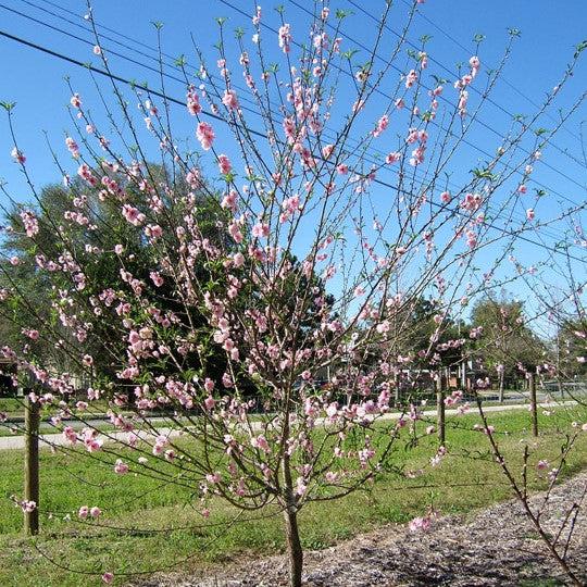 Prunus persica 'Florida Home' ~ Florida Home Peach-ServeScape