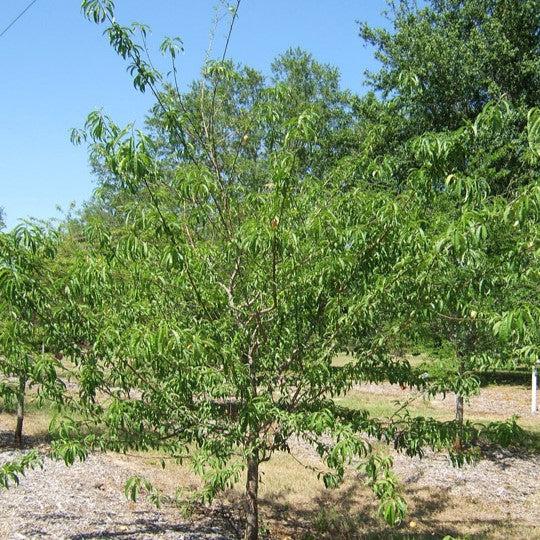 Prunus persica 'Florida Home' ~ Florida Home Peach-ServeScape