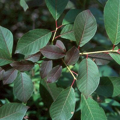 Prunus virginiana 'Canada Red' ~ Canada Red Chokecherry-ServeScape