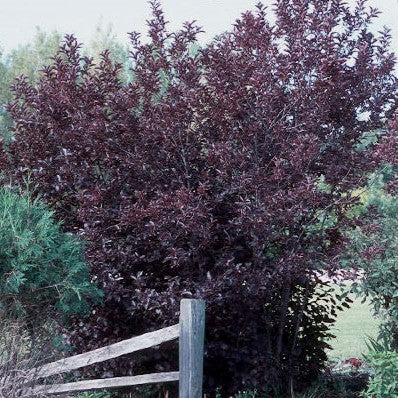 Prunus virginiana 'Canada Red' ~ Canada Red Chokecherry-ServeScape